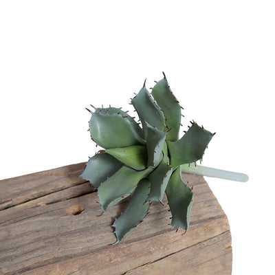 Succulent Pick, Agave Parrasanna - New Growth Designs