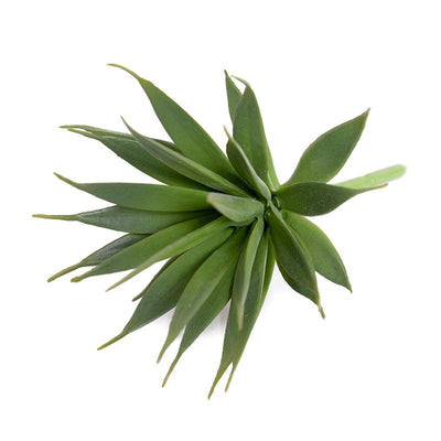 Wholesale Artificial Succulent Stem Pick, Agave Albomarginata 7.5 Inches Long Outdoor - Enduraleaf by New Growth Designs