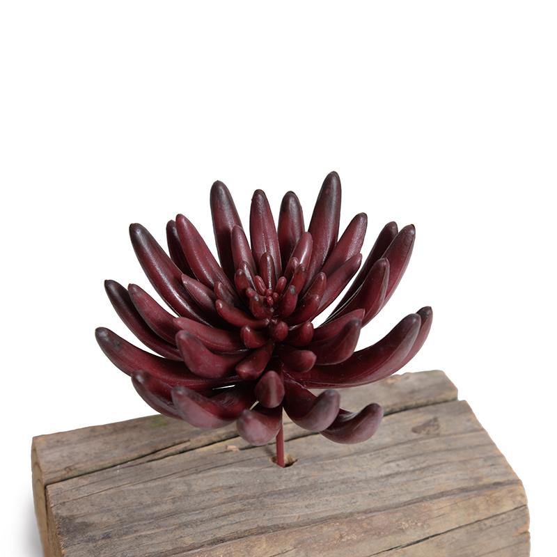 burgundy succulent plant Succulent Pick 5.5"