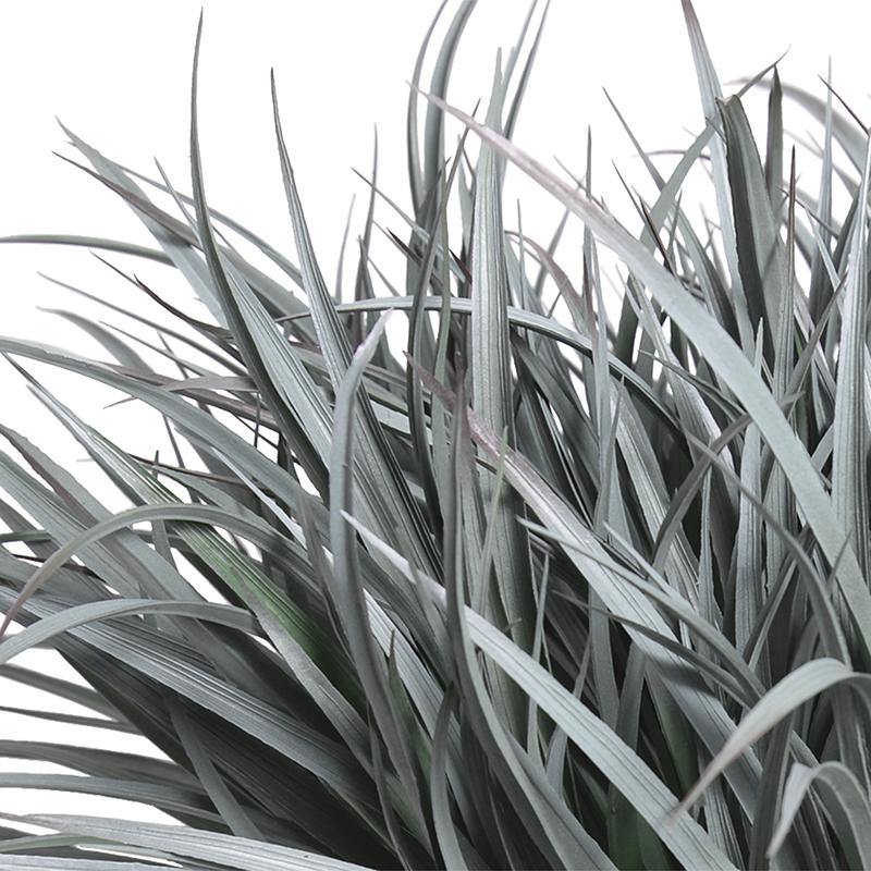 Liriope Grass - Gray Green - New Growth Designs