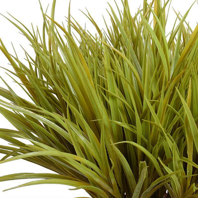 Liriope Grass - Yellow Green - New Growth Designs