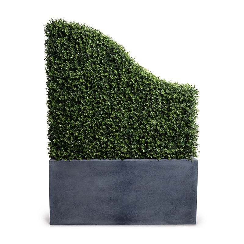 Boxwood Transition Hedge in Planter 62"H