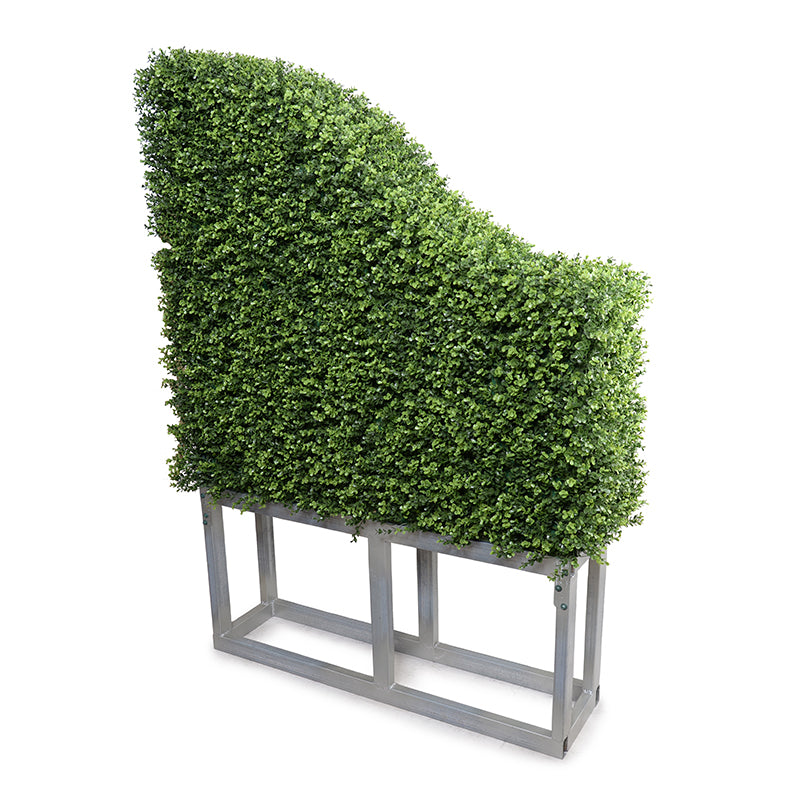 42" x 62"H Boxwood Transition Hedge in 45" planter