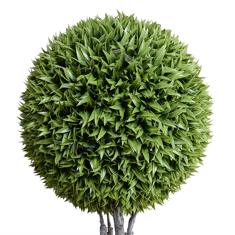 23" Broadleaf Podocarpus Ball Topiary, 70"H