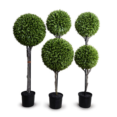 17" - 23" Double Ball Broadleaf Podocarpus Topiary, 72"H