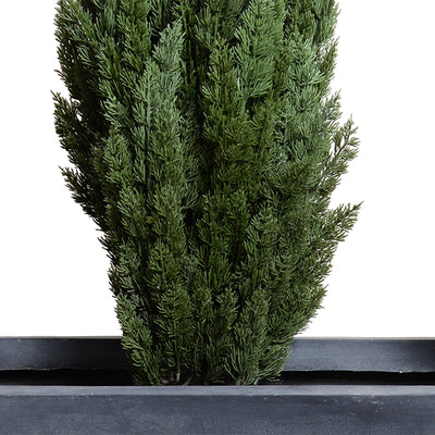 Italian Cypress x4 in 65" Planter - 68"H