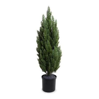 UV Resistant Artificial Italian Cypress Tree Wholesale Outdoor 5 Foot Tall - Enduraleaf by New Growth Designs