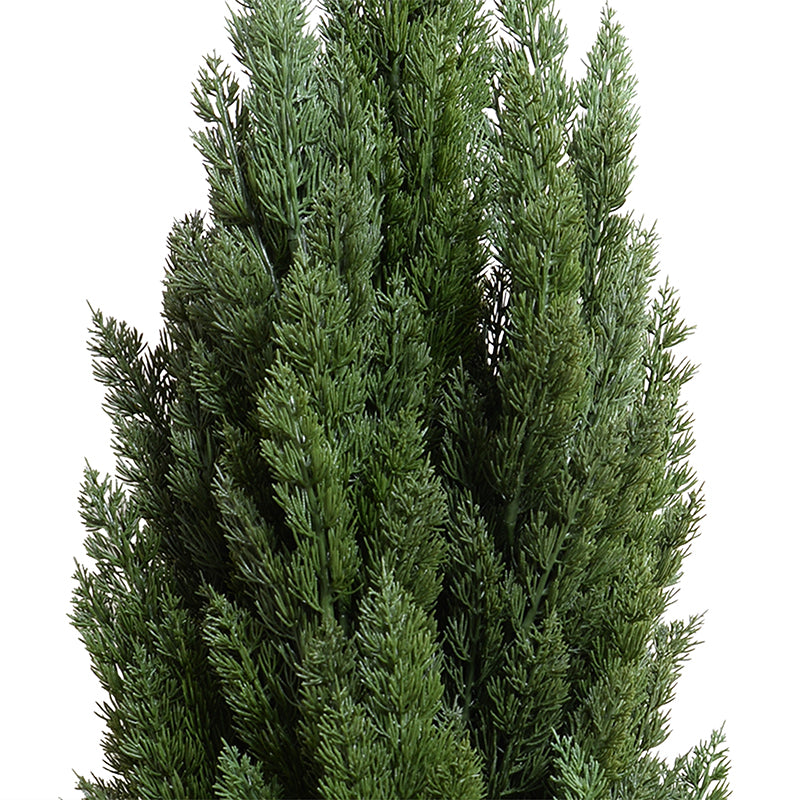 Italian Cypress tree - 5'H