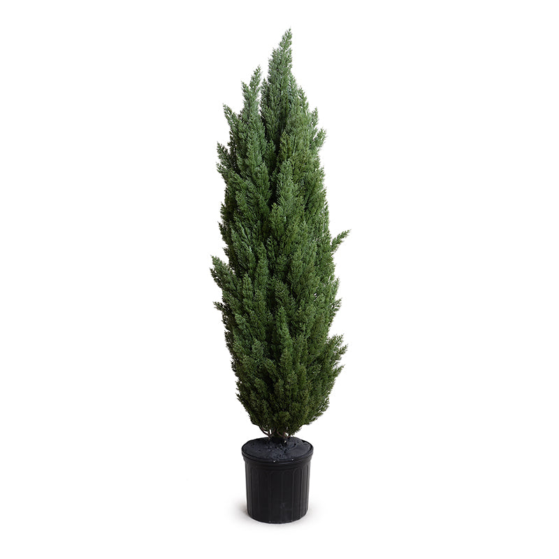 UV Resistant Artificial Italian Cypress Tree Wholesale Outdoor 6 Foot Tall - Enduraleaf by New Growth Designs