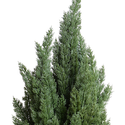 Italian Cypress tree - 6'H