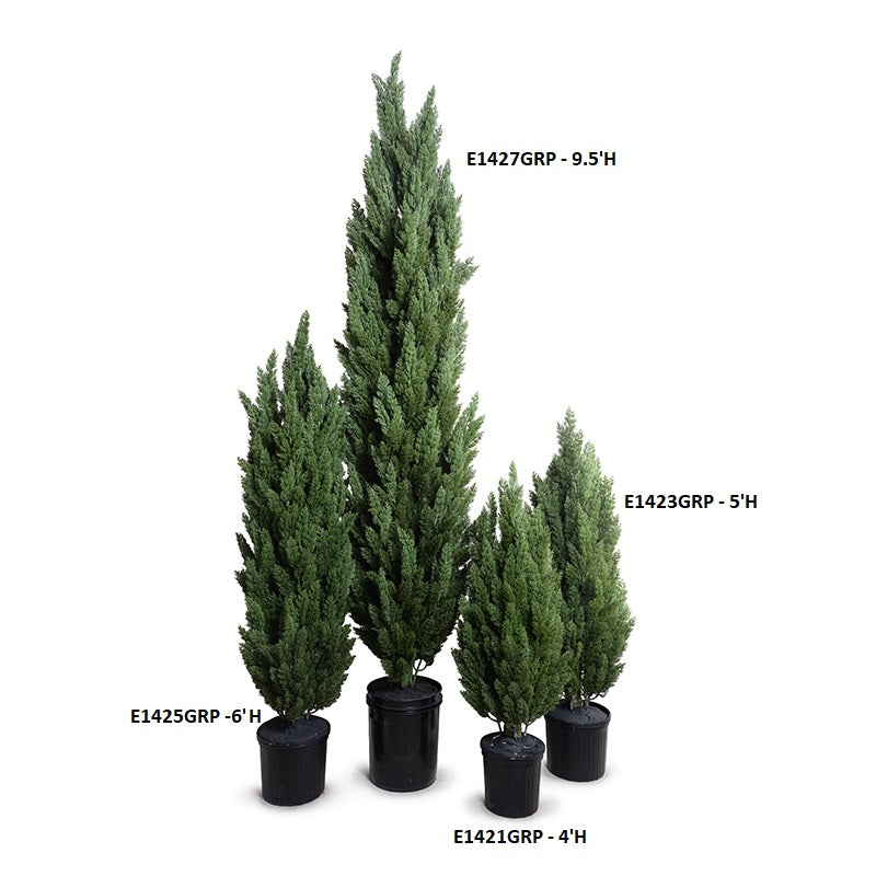 Italian Cypress tree - 5'H