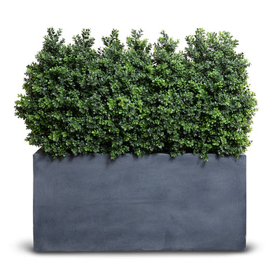 24" Boxwood Shrub hedge in 45" planter, 44"H