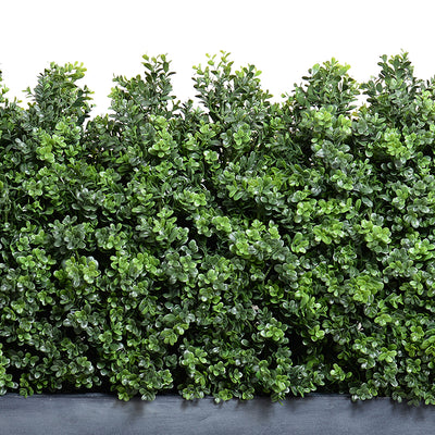 24" Boxwood Shrub hedge in 65" planter, 44"H