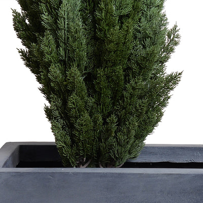 5' Italian Cypress and 45" Planter, 45"L x 14.5"W x 68"H
