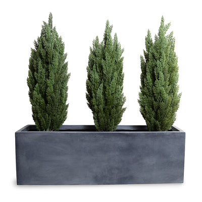 5' Italian Cypress x3 and 65" Planter, 65"L x 14.5"W x 68"H