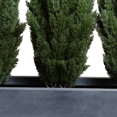 Italian Cypress 5', 4' w/65" Planter, 65"L x 14.5"W x 68"H