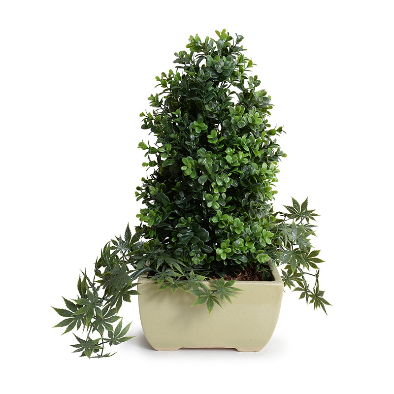 Boxwood Tabletop plant w/vine, 24"H