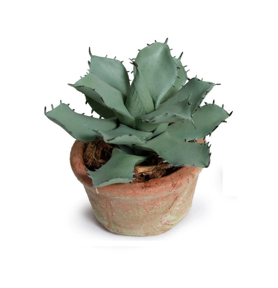 Agave Parrasana Succulent in Rustic Terracotta - New Growth Designs