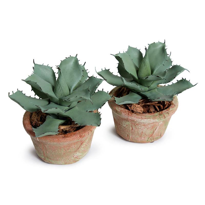 Agave Parrasana Succulent in Rustic Terracotta - New Growth Designs