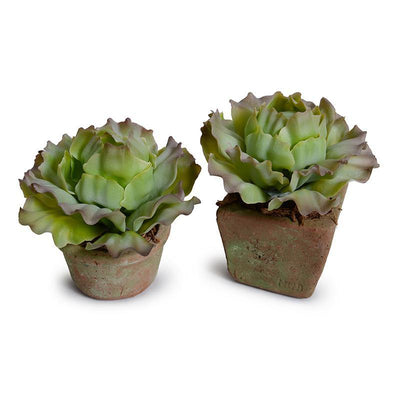 Cabbage Succulent in Rustic Terracotta Cube - Green Brown - New Growth Designs