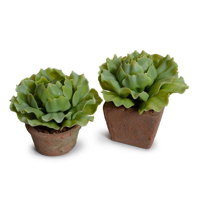 Cabbage Succulent in Rustic Terracotta Pot - Light Green - New Growth Designs