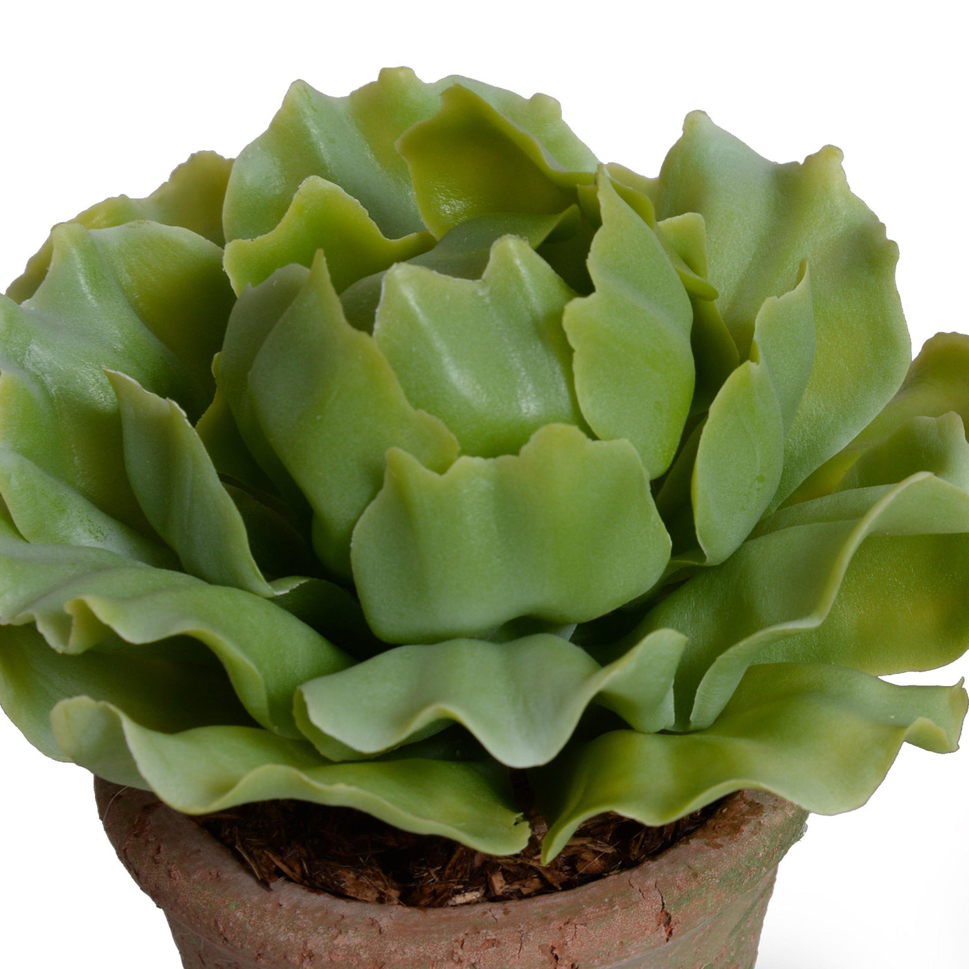 Cabbage Succulent in Rustic Terracotta Pot - Light Green - New Growth Designs