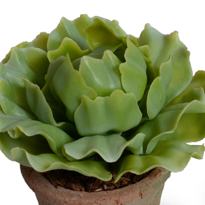 Cabbage Succulent in Rustic Terracotta Cube - Light Green - New Growth Designs