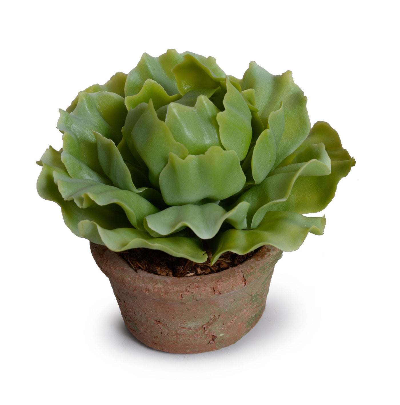succulent that looks like a cabbage Succulent Cabbage 5"H – New Growth Designs