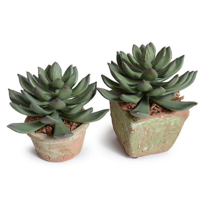 Wholesale Artificial Succulent, Pachyphytum in Rustic Terracotta Pot Outdoor 5 Inches Tall - Enduraleaf by New Growth Designs