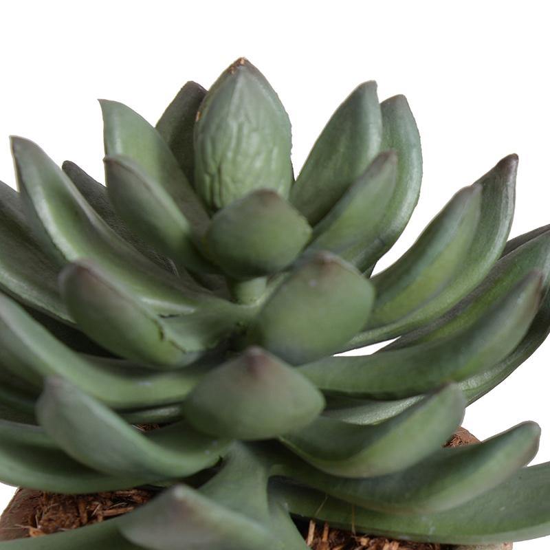 Pachyphytum Succulent in Rustic Terracotta - New Growth Designs