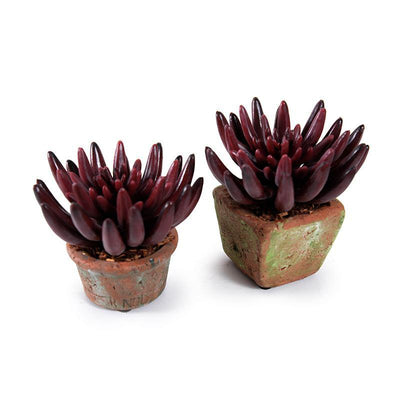 Starburst Succulent in Rustic Terracotta - New Growth Designs