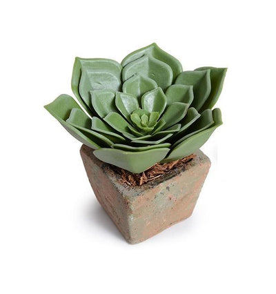 Echeveria Succulent in Rustic Terracotta - New Growth Designs