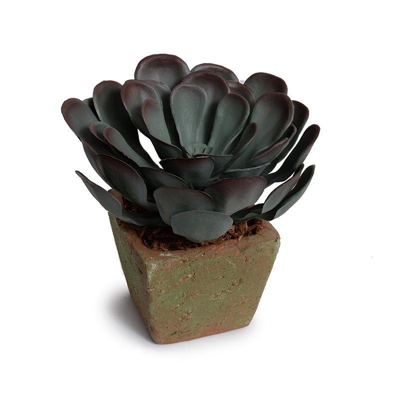 Aeonium Succulent in Rustic Terracotta - New Growth Designs