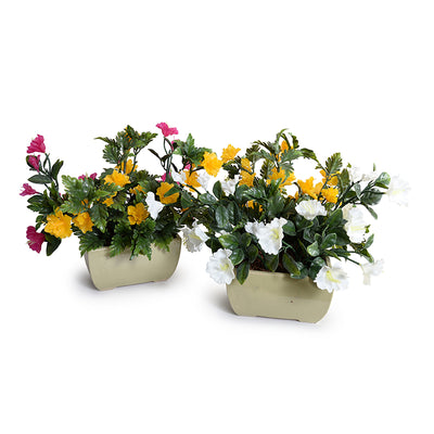 Coleus, Petunia Mixed planter, Tabletop, 15"H