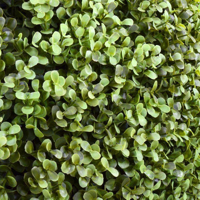 62" Boxwood Hedge (Extra Wide) - New Growth Designs