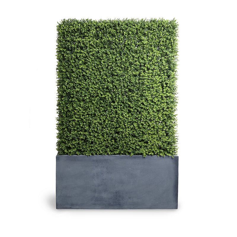 42" x 72"H Boxwood Hedge with Planter