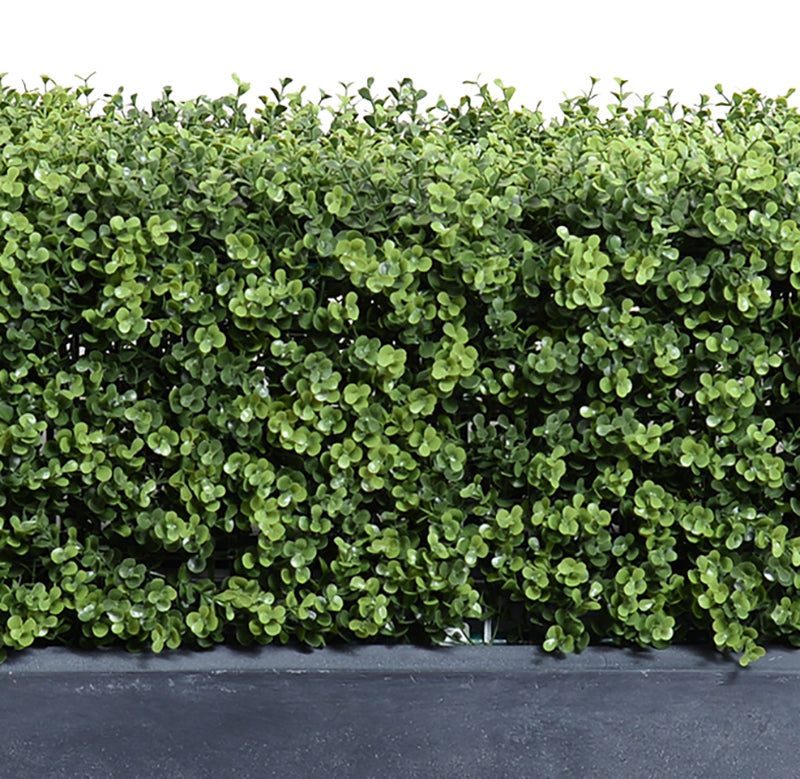 12" x 62"L Boxwood Low Hedge with Planter