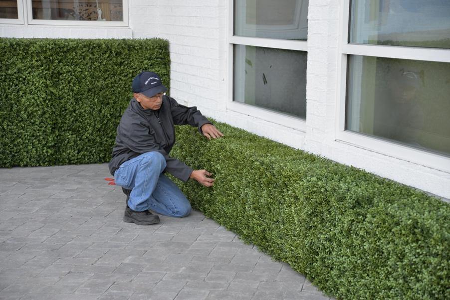 Windy Ridge Box Hedge Boxwood Hedge 22