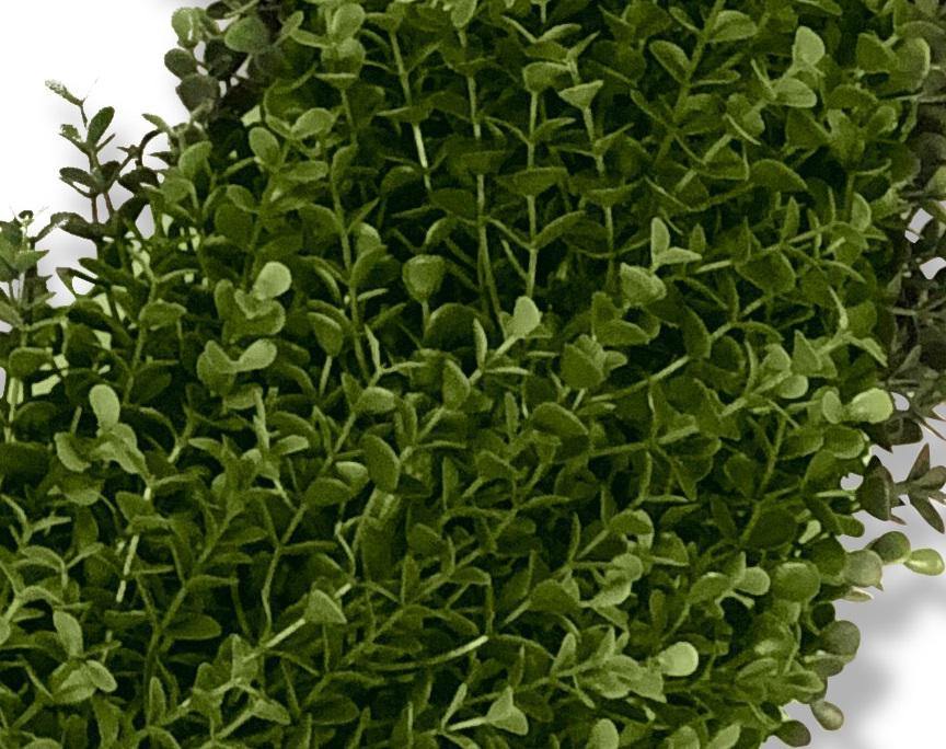 26" Enduraleaf Boxwood Double-sided Wreath - New Growth Designs