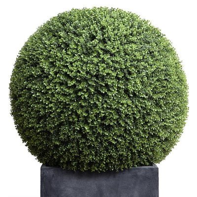 39" Boxwood Ball in Fiberglass Cube Pot - New Growth Designs