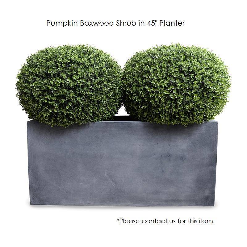 Boxwood Shrub - "Pumpkin" - New Growth Designs
