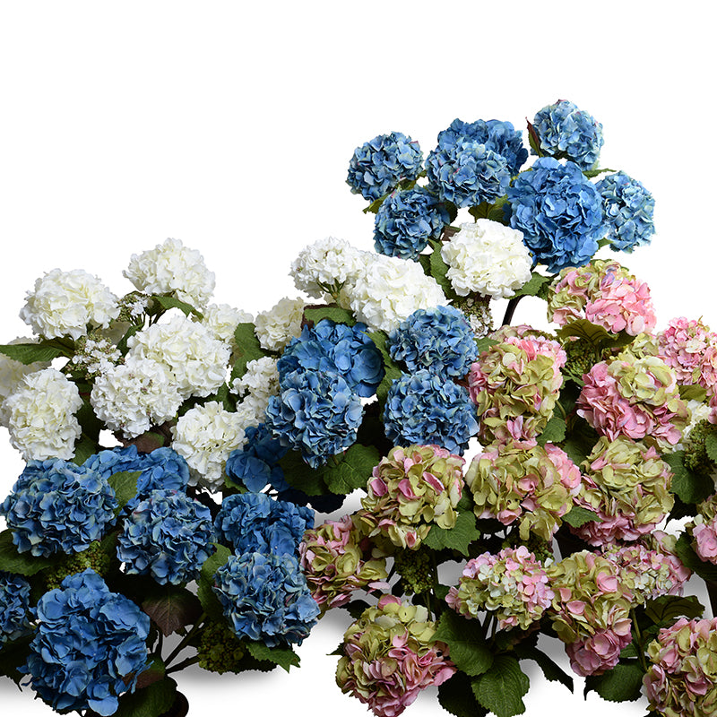 Hydrangea Bush Hydrangea | Home & Garden Information Center