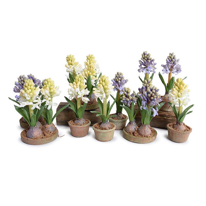 Hyacinth Bulb x3 in Terracotta Dish - White - New Growth Designs