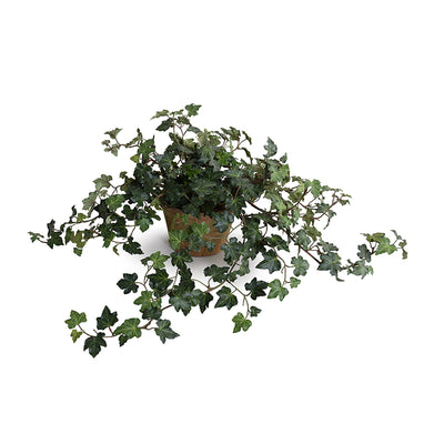 Ivy Plant in clay pot