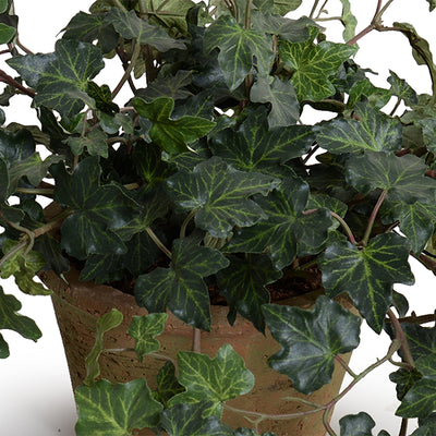 Ivy Plant in clay pot