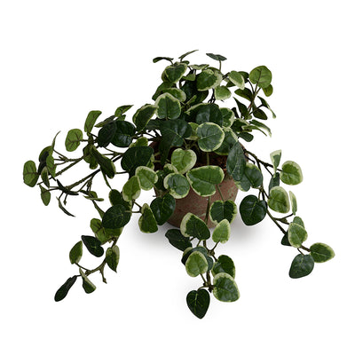 Luxury Pumila Creeping Fig Wholesale Faux Plant in Clay Pot Indoor - New Growth Designs
