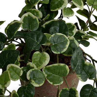 Pumila (Creeping Fig) Plant in clay pot