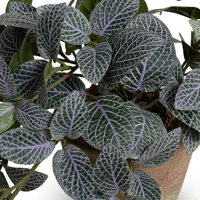 Fittonia (Mosaic) Plant in clay pot