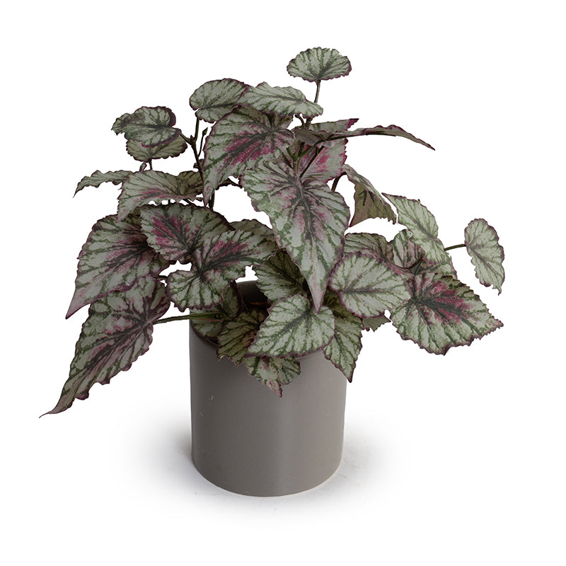 Realistic Begonia (Rex) Artificial Indoor Plant in Ceramic Pot - New Growth Designs