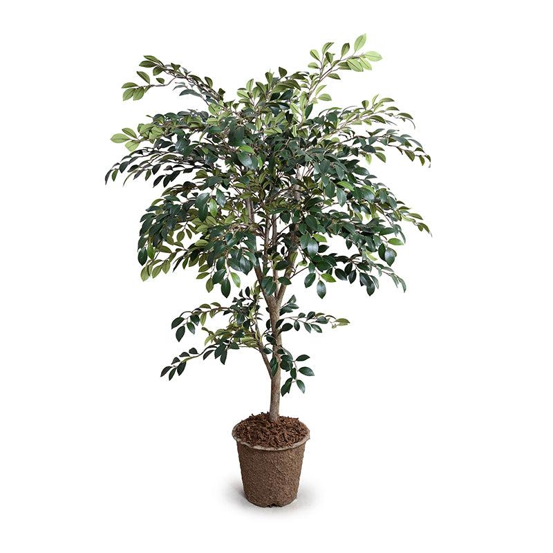 Ruscus Tree w/natural trunk, 56"H